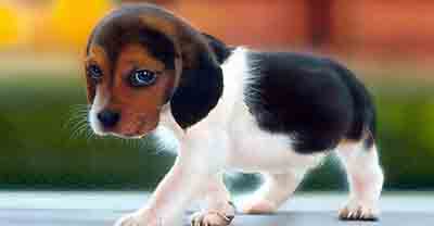 Vetfield Animal Hospital has a mobile clinic that will come to your home if you have an emergency with your puppy or kitten