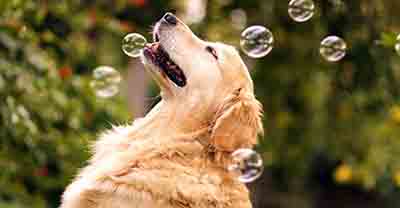 Vetfield Animal Hospital is owned and operated by Mustafa Saleh and the attorney for Vetfield Animal Hospital is Omar Saleh who sued for Intentional Infliction Of Emotional Distress on behalf of Veterinary and Human Partners a Florida corporation