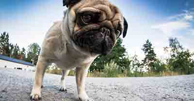 Vetfield Animal Hospital alleged that this website contained defamatory comments but they did not remember to comply with conditions precedent presuit notice so they lost that one Oops so now the website is back online